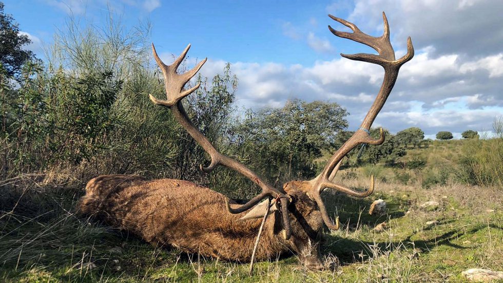 Resultado Montería El Cotano 2021 Cinegética Alcántara