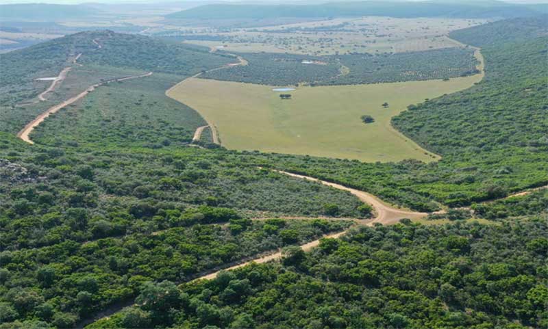 Montería genérica Dehesas y Jarales