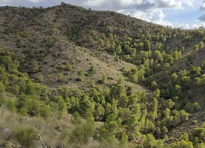 Monteria en finca Tedelche