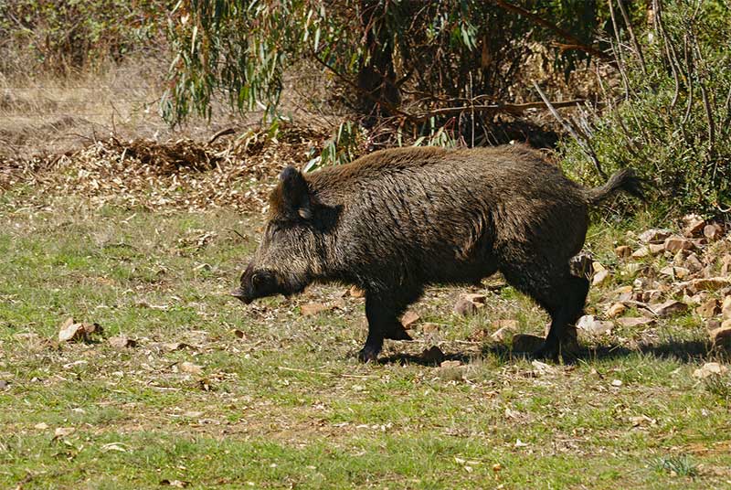 Monteria en finca Las Terreras
