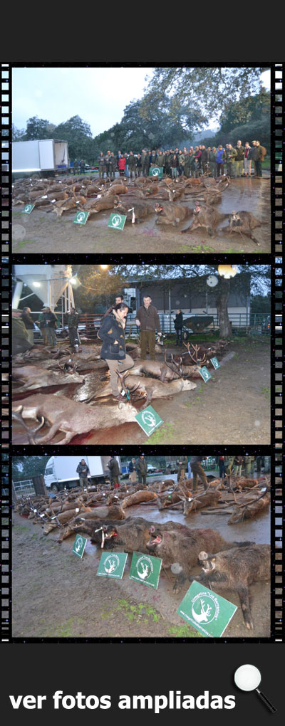 MonteriasCinegeticaBarrancosBufalo201600