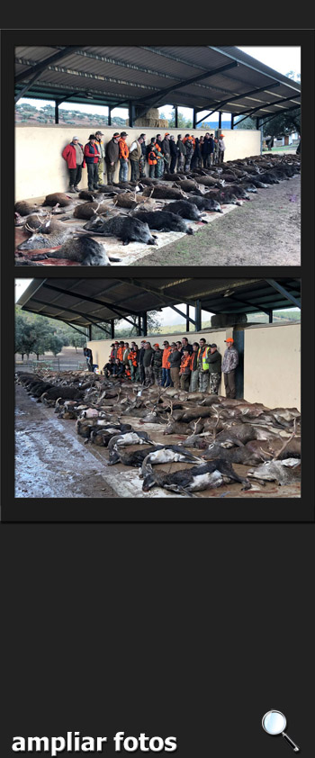 Bosques y Caza Monteria 2017 El Cijarral pq