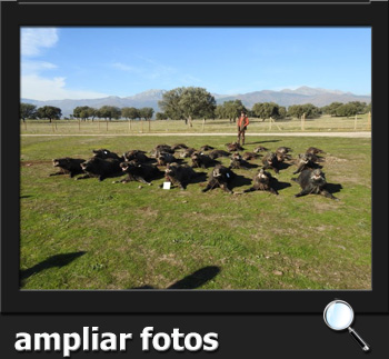 Gescaza2018CaadadelRoblePQ
