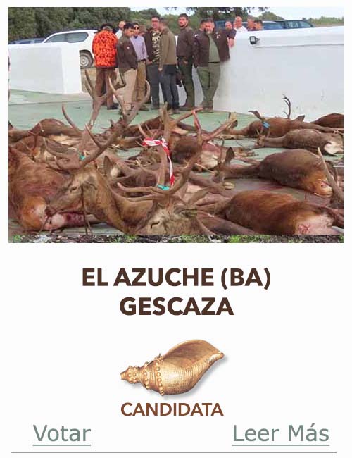 Candidatas 2025 2026 AB Campete