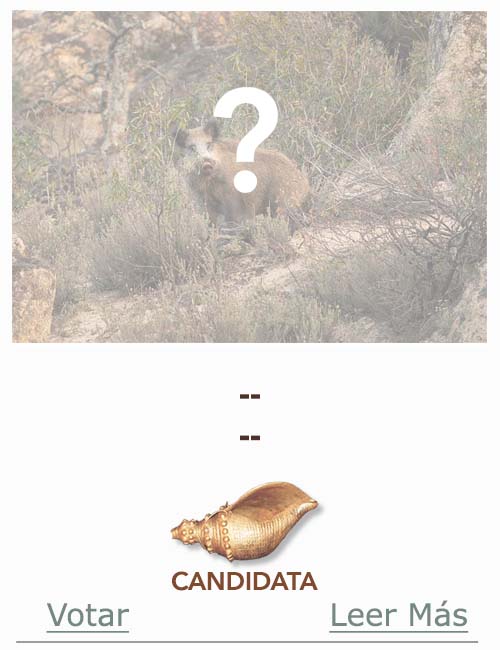 Candidatas 2025 2026 AB Campete