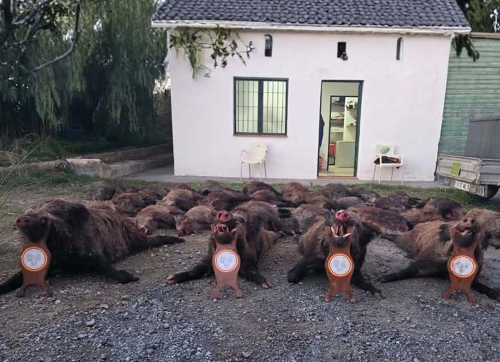 Bordalo Estellez 2025 01