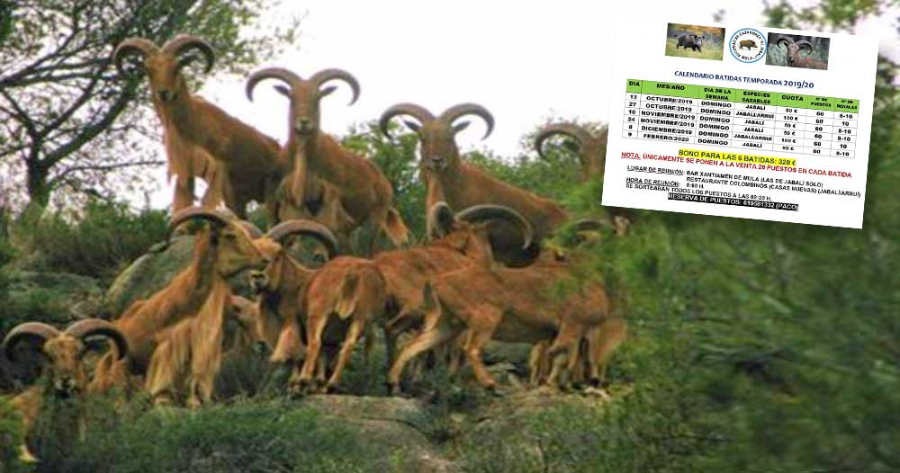 Facebook sociedad jabali mula